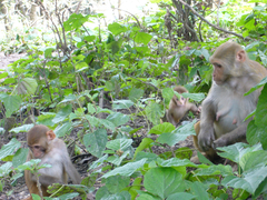 Macaca mulatta