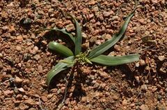 Cyanella orchidiformis