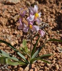 Cyanella orchidiformis