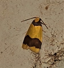 Heterallactis microchrysa