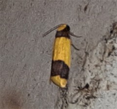 Heterallactis microchrysa