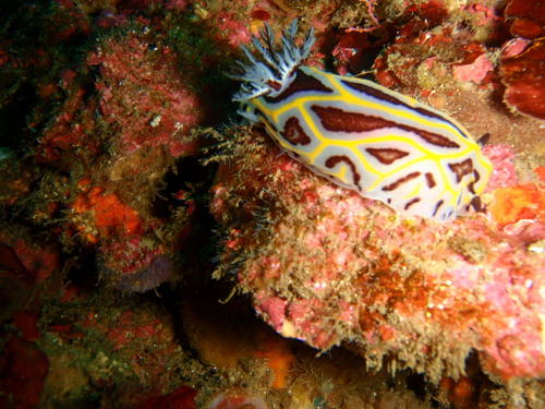 Halgerda dichromis