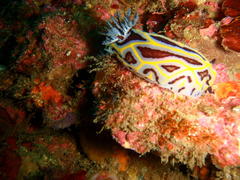 Halgerda dichromis
