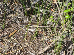 Ctenotus labillardieri