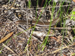 Ctenotus labillardieri