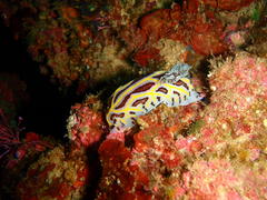 Halgerda dichromis