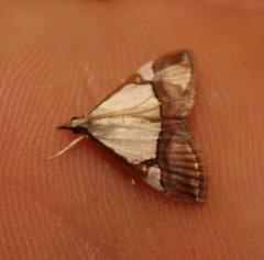 Viettessa margaritalis