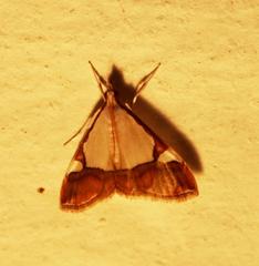Viettessa margaritalis