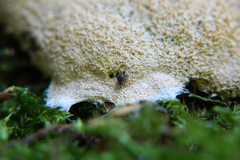 Aspidiphorus orbiculatus