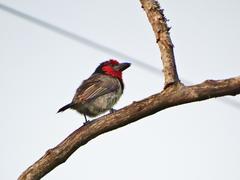Lybius torquatus torquatus