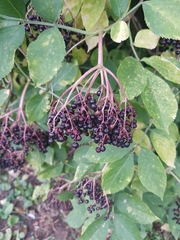 Sambucus nigra