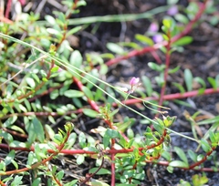 Polygala nematocaulis