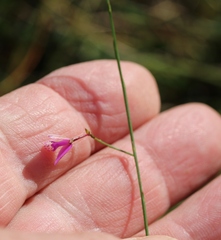 Polygala nematocaulis