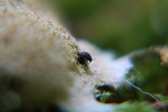 Aspidiphorus orbiculatus