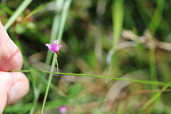 Polygala nematocaulis