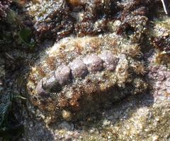 Acanthochitona garnoti