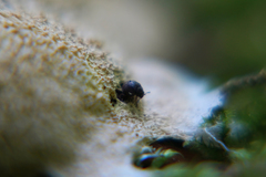 Aspidiphorus orbiculatus