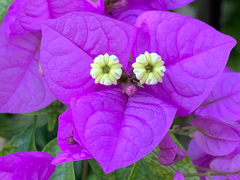 Bougainvillea glabra