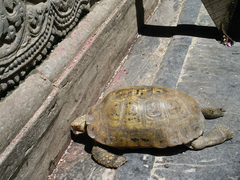 Indotestudo elongata