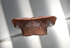 Tessarotis rubrata