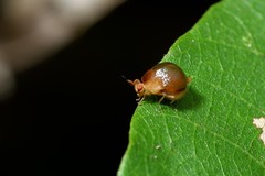 Celyphus difficilis