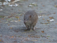 Isoodon obesulus obesulus