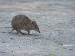 Isoodon obesulus obesulus