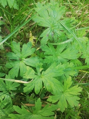 Geranium palustre