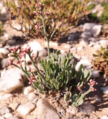 Namaqua Sea-Lavendar (Limonium namaquanum)