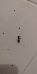 Camponotus ligniperda