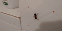 Camponotus ligniperda