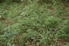 Brachypodium pinnatum