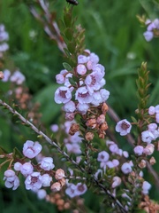 Thryptomene