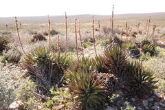 Aloe melanacantha