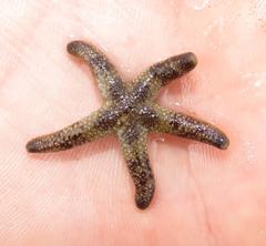 Fromia schultzei