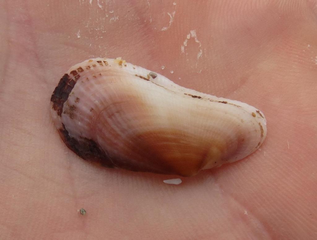 Oblique Ark Shell