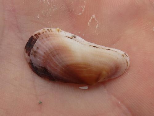 Barbatia obliquata (W.Wood, 1828)