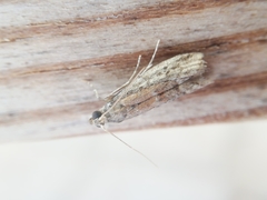 Ephestia woodiella