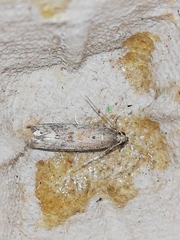 Ephestia woodiella