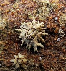 Chthamalus dentatus