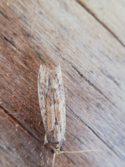 Ephestia woodiella