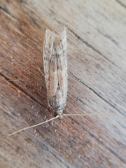Ephestia woodiella