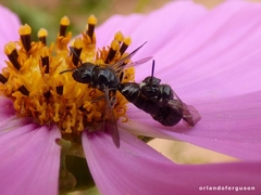 Ceratina cucurbitina