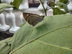 Suastus migreus