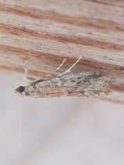 Ephestia woodiella
