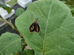 Suastus migreus