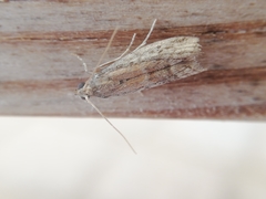 Ephestia woodiella