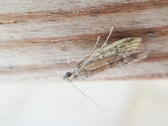 Ephestia woodiella