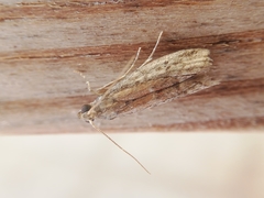 Ephestia woodiella