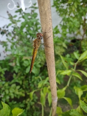 Pantala flavescens